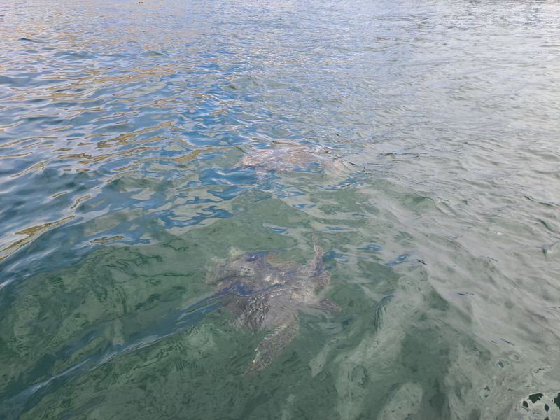 Tierschutz gibt es hier scheinbar nicht...