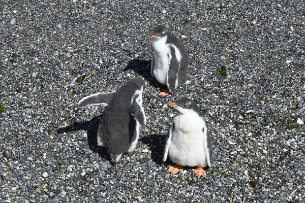 Drei Magellanpinguiene in freier Wildbahn auf ihrer Privatinsel.