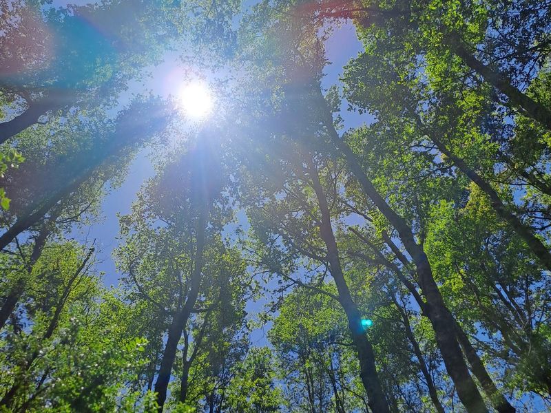 Ein Blick durch Bäume auf die Sonne. Die Vegetation ist sehr interessant. Ich weis nur leider nicht wie die Bäume heißen.
