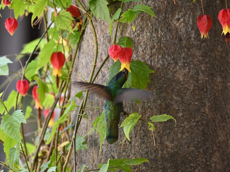 Der Kolibri nascht aus einer Blüte. Pascals erster Kolibri.
