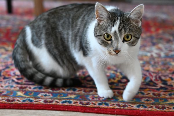 ein süße braune Katze die dich anschaut