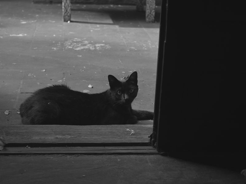 Die Katze Cambá enspannt sich vor unserer Zimmertür.