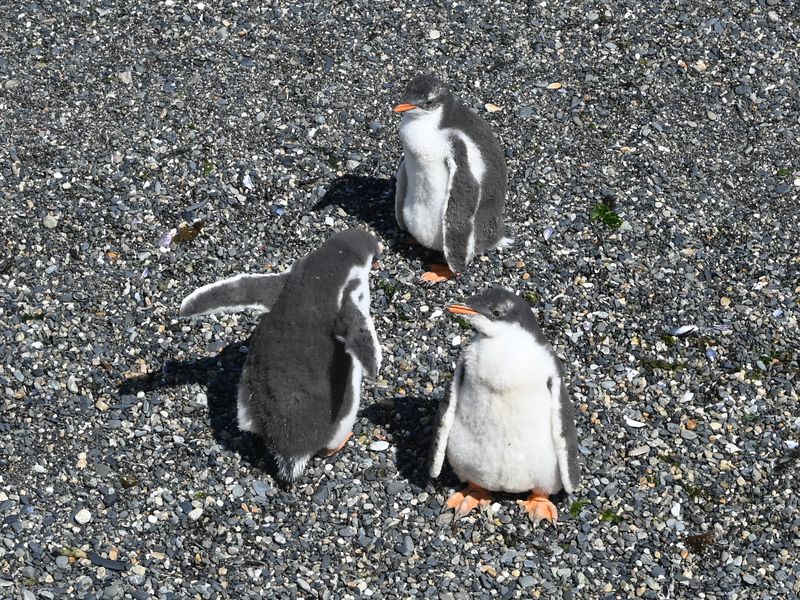 Drei Magellanpinguiene in freier Wildbahn auf ihrer Privatinsel.
