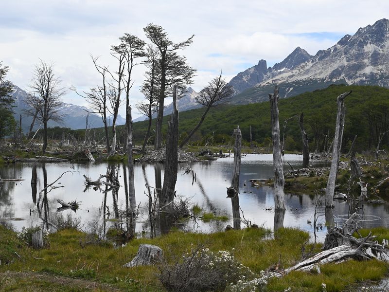 Ein Feuchtgebiet in den Bergen, etwas außerhalb von Ushuaia.