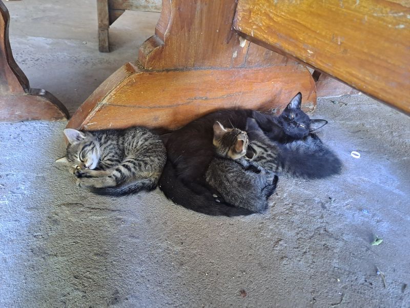 Die Katzenbabys waren so süß, da hätten wir fast eines mitgenommen.