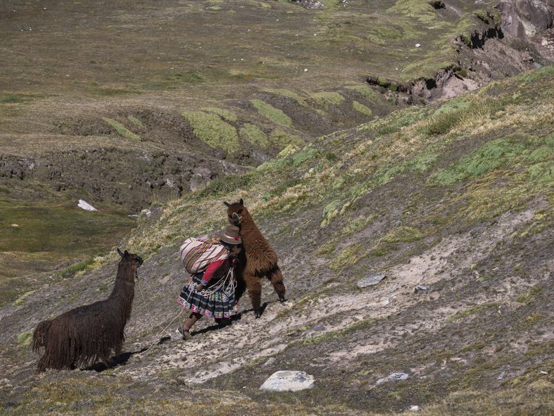 Ein stures Lama wird von einer Frau den Berg hochgeschoben.
