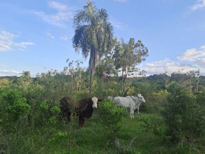 Zwei Kühe, die hier die Vorzüge der extensiven Weidewirtschaft genießen dürfen.
