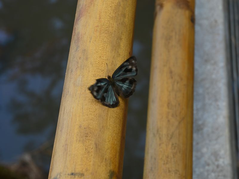 Ein blauer Schmetterling macht Pause auf einem Geländer.