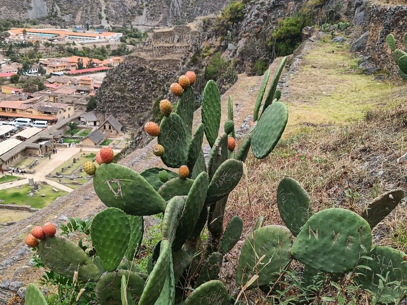 Ein Zylinderfeigenkaktus innerhalb einer Ruine.