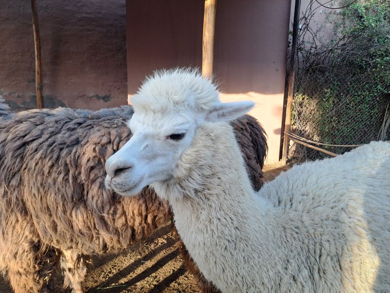 BILD LAMA ODER VIKUNJA