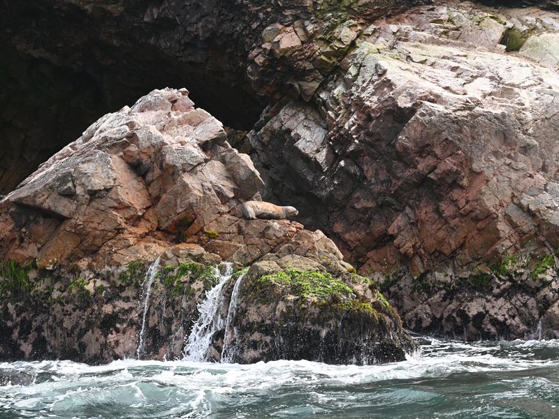 Ein Seehund liegt auf einem Felsen im Meer.