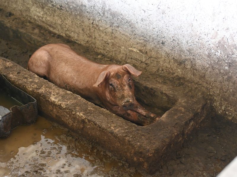 Das aktuell einzige Schwein auf der Farm, vor ein paar Tagen hatte es noch Gesellschaft.