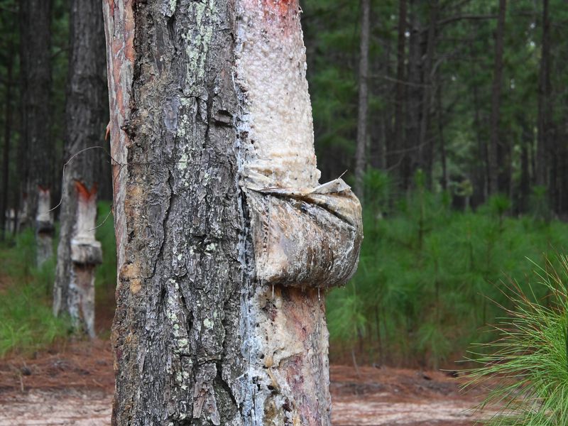 Ein trauriger Baum im Endstadium, bei dem noch Harz gesammelt wird.