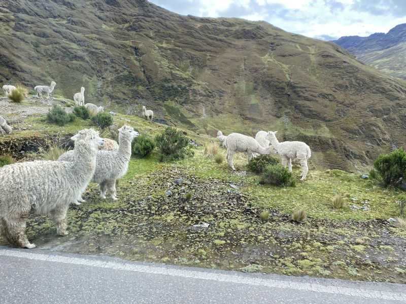 Ein paar Llamas grasen hier, vlt. konnte man die ja auch essen.
