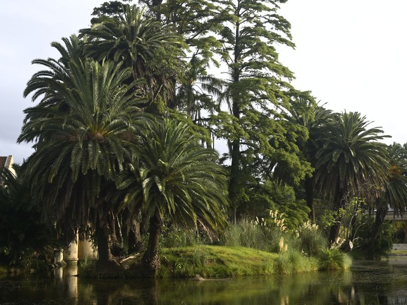 Bild von Palmen im Abendlicht, die in einem Park angepflanzt wurden.