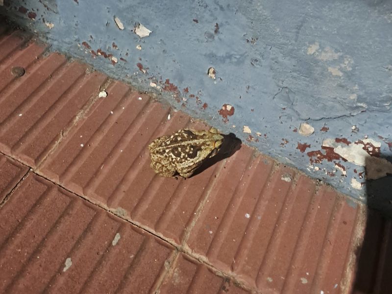 Ein Frosch vor unserer Haustür, vermutlich war das aber nicht der Übeltäter.