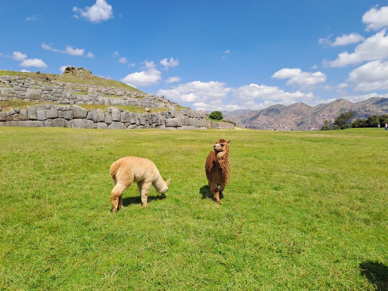 BILD ALPAKA SEXY WOMAN 