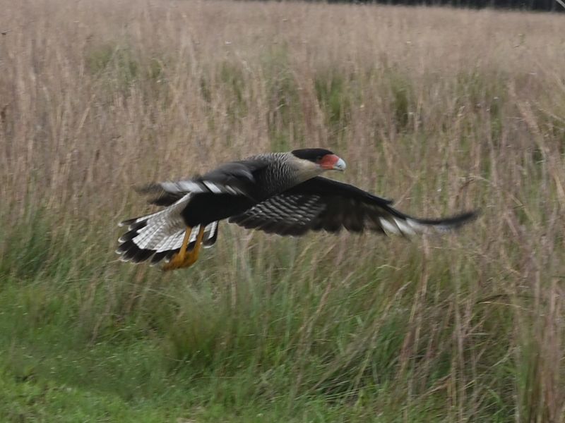 Bild von einem Vogel, der gerade losfliegt. Um welchen es sich hier wohl handelt?