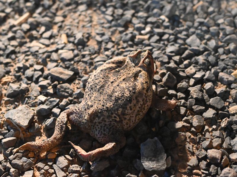 Ein toter Ochsenfrosch auf dem Polizei Gelände. Sehr riesig, dieses Tier. Es ist größer als Pascals Faust.