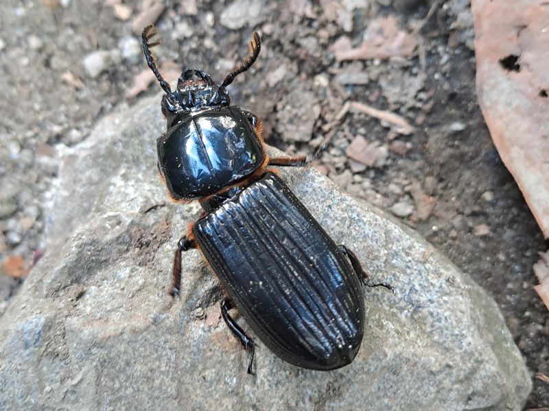 Einer der großen Käfer.