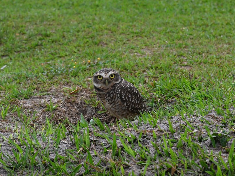 Eine Eule am Strand, fast so suspekt, wie ein deutsch sprechender Mensch in Südamerika.