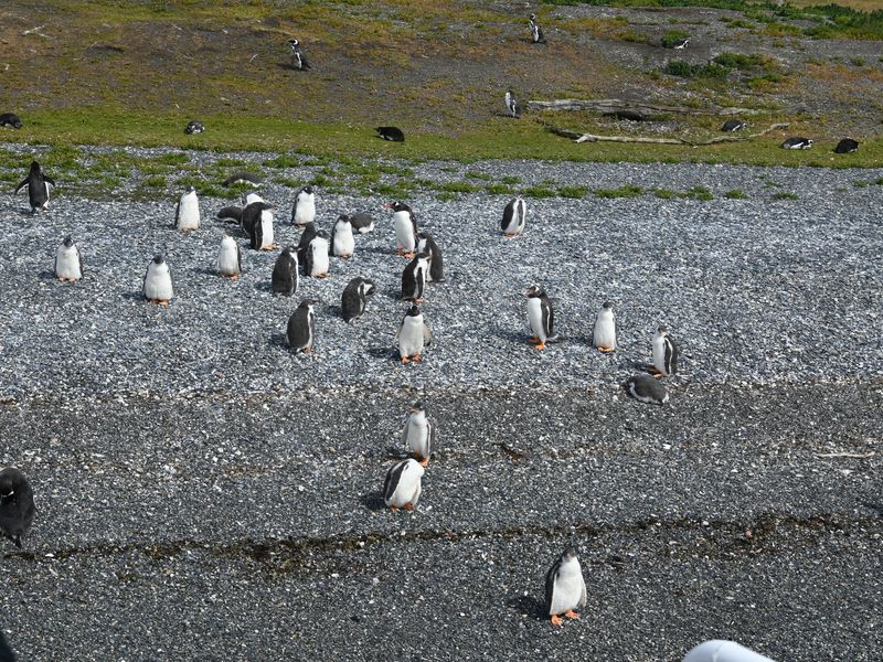 Ein paar Pinguine chillen am Strand und lassen sich vom großen Touriboot nicht beeindrucken.