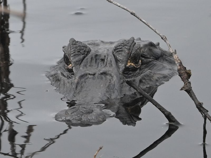 Ein halb untergetauchter Brillenkaiman betrachtet uns argwöhnisch.