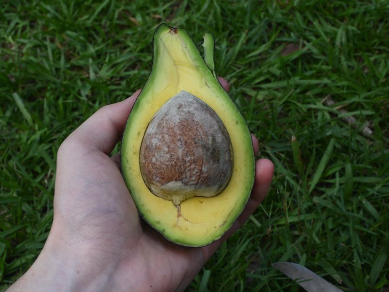 Wir verspeisen eine Avocado, die es hier zuhauf gibt.