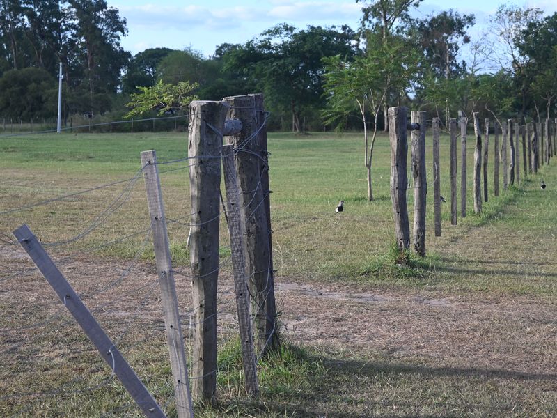Auf unserer Estancia gab es viele Vögel zu beobachten, allerdings keine menschlichen.