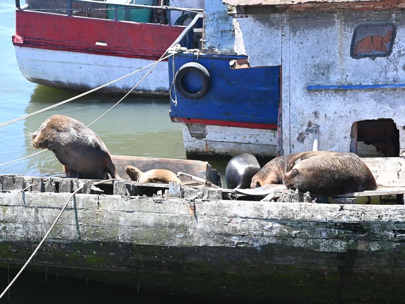 Eine Gruppe Seehunde sonnt sich auf einem halb versunkenen Fischerboot
