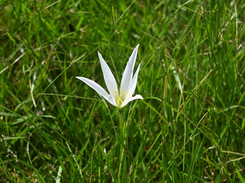 Eine der vielen Blumen, diese hier ist weiß.