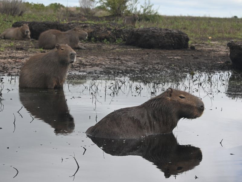 Capybaras entspannen im kühlen Sumpfwasser.