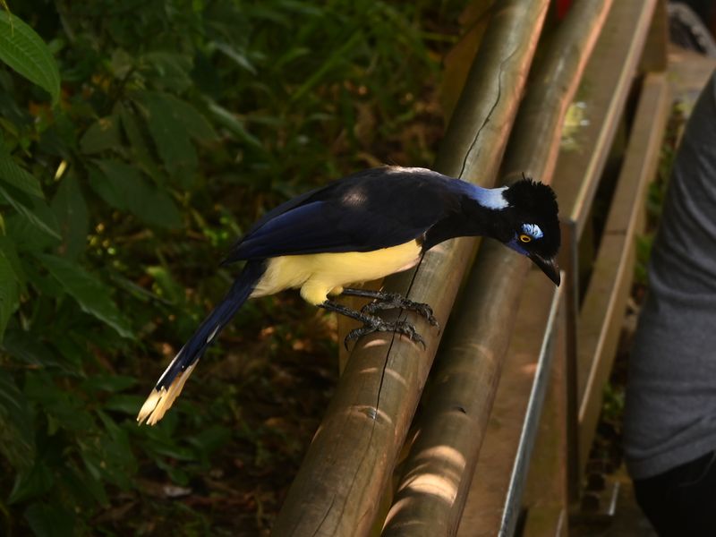 Ein toller bunter Vogel bei den Wasserfällen, leider weiß ich nicht wie er heißt.